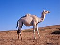 Подозрение: распространителями вируса MERS могут быть одногорбые верблюды