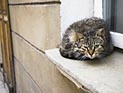 Французский город Рубе: мусульманские подростки убивают кошек и взрывают котят