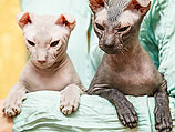 В Холоне состоится международная выставка кошек "Котомодель 2013"