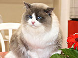В Холоне состоится международная выставка кошек "Котомодель 2013"