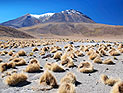 В чилийской пустыне Ататкама выпал снег 