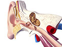 Исследование: гиперактивность связана с дефектом внутреннего уха