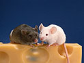 Ученые вырастили у мыши стволовые клетки