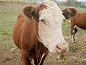 Работникам мясокомбината "Адом-Адом" предъявлены обвинения в издевательствах над животными