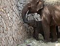 В рамат-ганском "Сафари" родился азиатский слоненок. 2 октября 2013 года
