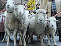 Шествие овец в Мадриде: древняя традиция как протест против урбанизации