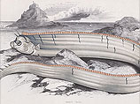Пятиметровый "морской змей" вытащен из воды у побережья Калифорнии
