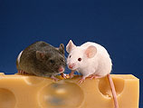 Ученые из института метаболизма в Кембридже обнаружили, что мыши, родившиеся без определенного участка ДНК &#8211; гена под названием KSR2 &#8211; легче набирают вес 