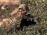 "Оливы против оккупации": ПНА сажает сотни тысяч деревьев