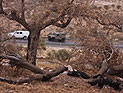 Житель поселения Эли задержан по подозрению в уничтожении оливковых деревьев