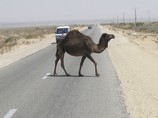 На юге Израиля автомобиль столкнулся с верблюдом: 5 раненых