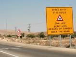 На юге Израиля автомобиль столкнулся с верблюдом: 5 раненых