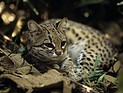 Ученые обнаружили в бразильских лесах ранее неизвестный вид кошек