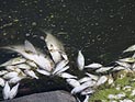 В реке Хадера погибли сотни рыб: минэкологии проводит расследование
