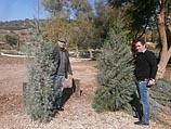   "Керен Каемет ле-Исраэль" предлагает к Рождеству аризонские кипарисы вместо елок