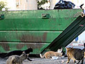 В Кфар-Сабе при уборке мусора взорвалась шоковая граната. Ранен работник муниципалитета