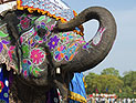 Субботние конкурсы красоты: среди слонов – в Непале, среди верблюдов – в ОАЭ