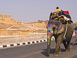 Субботние конкурсы красоты: среди слонов &#8211; в Непале, среди верблюдов &#8211; в ОАЭ