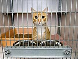 Четверо котят "совершили побег" из тюрьмы строгого режима Грейт Мидоу 