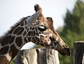 Правозащитники возмущены: в зоопарке Копенгагена здоровый жираф пошел на корм львам