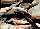 Защитники природы бьют тревогу: варварский отлов уничтожает морскую фауну