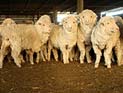Несколько сотен австралийских овец погибли по пути в Израиль