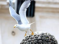 Чайка и ворона заклевали голубей мира папы Франциска