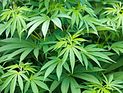 В Кирьят-Гате обнаружена еще одна лаборатория по выращиванию марихуаны