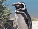 Шесть пингвинов из Швеции поселились в зоопарке Кирьят-Моцкина