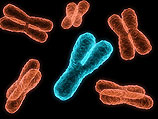 Ученые создали "дизайнерскую хромосому"