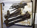 В Китае обнаружены останки рептилии, заполнившей пробел в эволюции