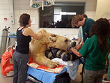 В Рамат-Гане медведю Манго сделали операцию на позвоночнике