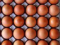 Отчет госконтролера: куриные яйца представляют опасность для здоровья детей