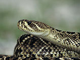 В Кирьят-Ата 36-летнего мужчину укусила ядовитая змея