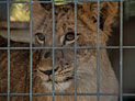 В купе поезда, следовавшего из Москвы в Новый Уренгой, обнаружена львица с документами кошки 