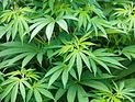 Полиция нашла лабораторию марихуаны в детских яслях