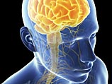 Ученые: поговорка "нутром чую" отражает реальную связь мозга и желудка