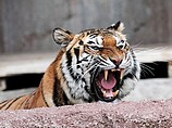 В Тбилисском зоопарке тигры напали на людей: трое пострадавших