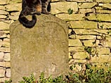 В Соединенном Королевстве скончалась самая старая кошка в мире &#8211; 24-летняя Поппи