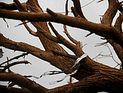 Ураган обрушил деревья во время Ильменского фестиваля, есть жертвы