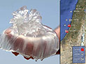 На фоне повышения температуры увеличилась концентрация медуз на пляжах Средиземноморья