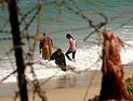 AFP: четверо детей, игравших на пляже, погибли в результате атаки ЦАХАЛа
