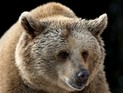 В будапештском зоопарке медведь спас тонущую ворону. ВИДЕО