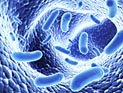 Биологи США: за кулинарные пристрастия отвечают кишечные бактерии