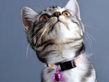 Британский стартап разработал Pawtrack - "умный" ошейник для кошек