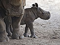 В "Сафари" впервые за 20 лет родилась самка белого носорога