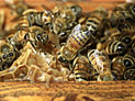 На юге Израиля погиб рабочий, искусанный пчелами