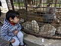 Два льва и беременная львица эвакуированы из разрушенного зоопарка в секторе Газы