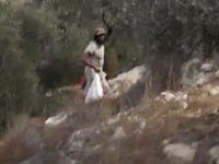 Арабы повредили оливковые плантации поселенцев. ВИДЕО