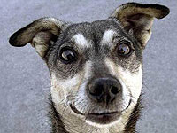 8 ноября в Кфар-Эс пройдет выставка-шоу беспородных собак и собак без родословных